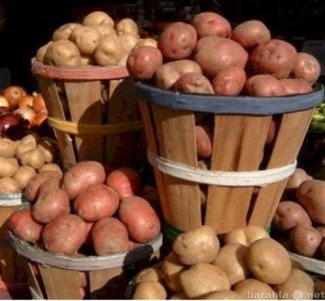 Продам: продаем картофель