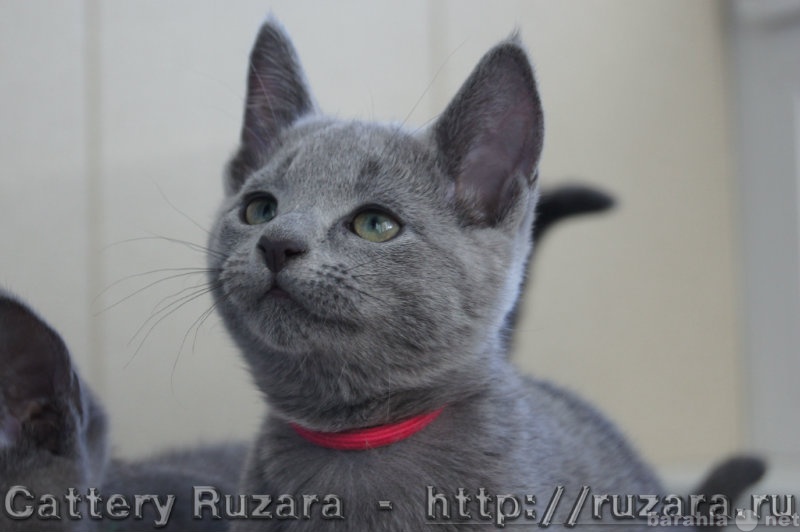 Продам: Русские голубые котята из питомника