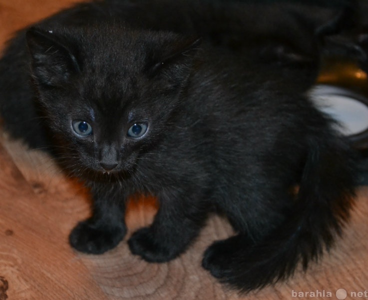 Отдам даром: Котята-черная братва