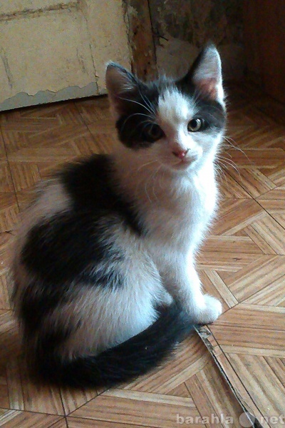 Отдам даром: Черно-белый котенок, девочка (3 месяца)