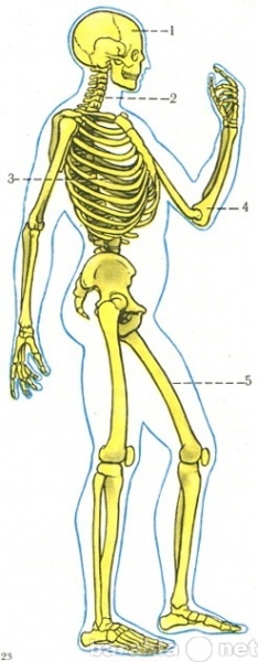 Продам: Скелет_человека и его обозначения