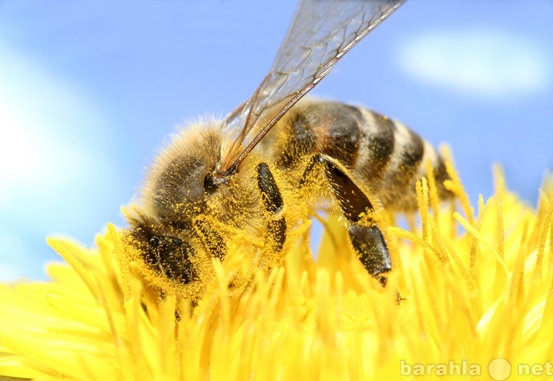 Продам: пчёл