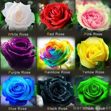 Продам: Семена (500) 9 видов роз за пол цены.