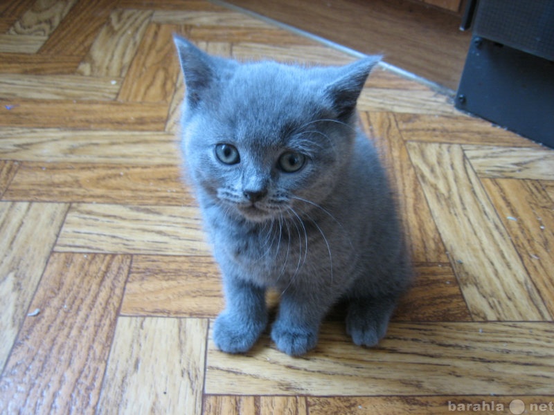 Продам: Британский плюшевый котик голубого окрас