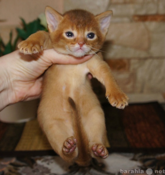 Продам: абиссинские котята соррель и дикие