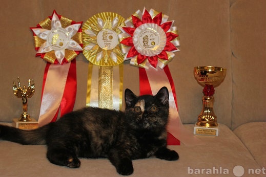Продам: Британский котенок от Чемпиона Мира