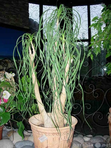 Продам: шикарные растения для дома и офиса