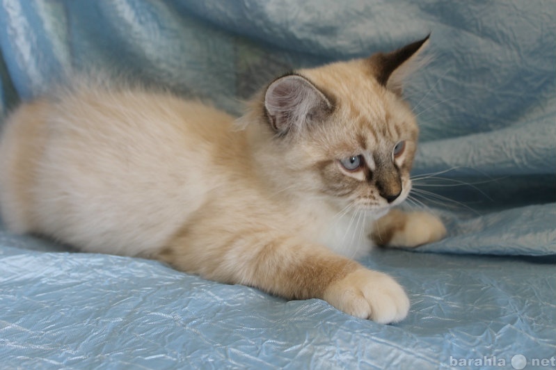 Продам: Сибирский котик