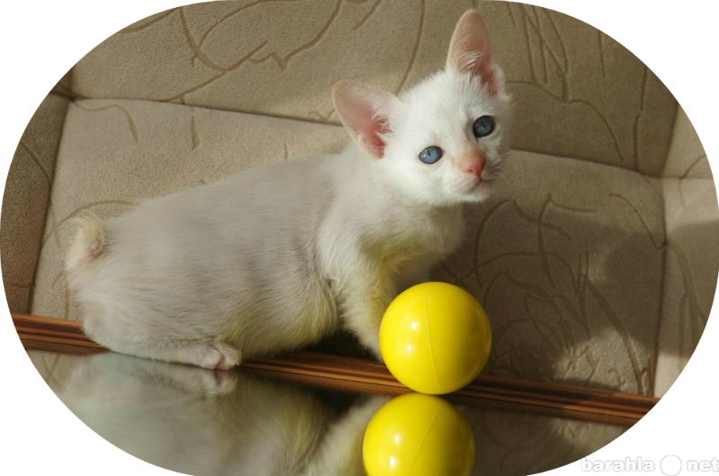 Продам: Котята породы меконгский бобтейл