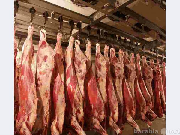 Продам: Мясо говядины оптом