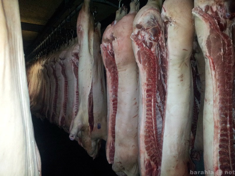 Продам: Мясо свинины оптом