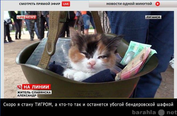 Продам: котенок - ополченец Донбасса