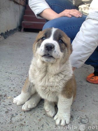 Продам: Чистопородные щенки Алабая (САО)