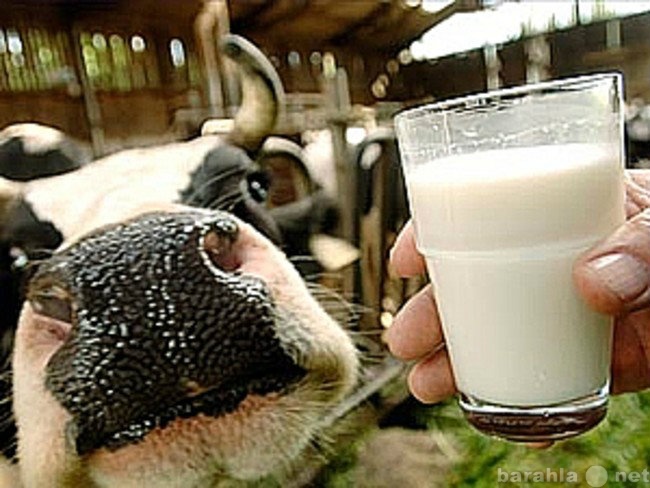 Продам: Продаю молоко коровье, 4,2% в Татарстане