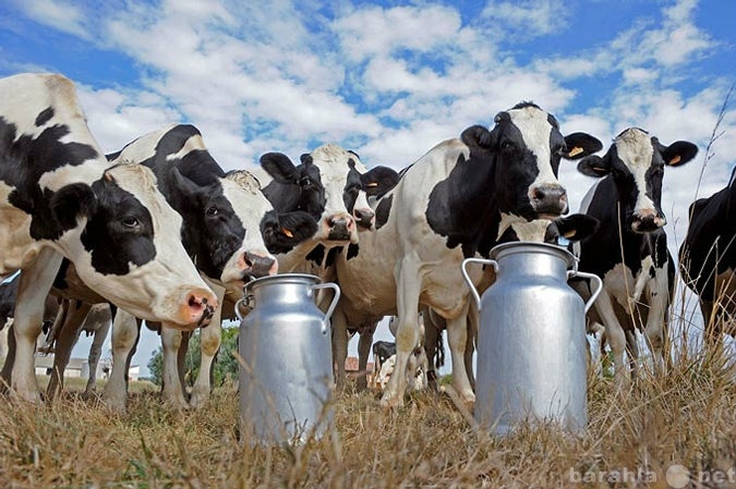 Продам: Продаю молоко коровье, 4,2% в Марий Эл.