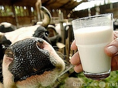 Продам: Продаю молоко коровье, 4,2% в Чувашии.