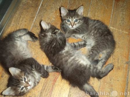 Продам: Пушистые сибирские котята. Мальчики