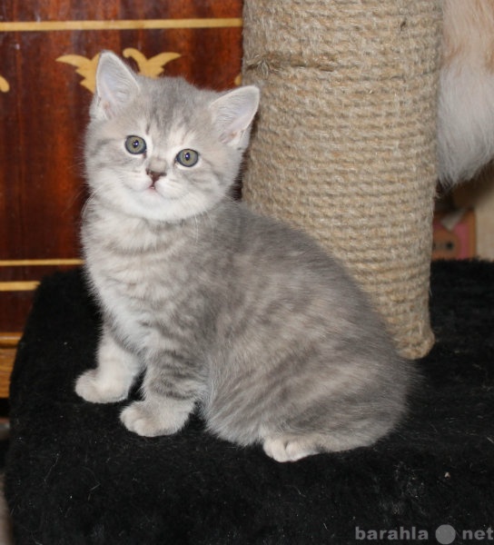 Продам: британские котята питомник Арабески