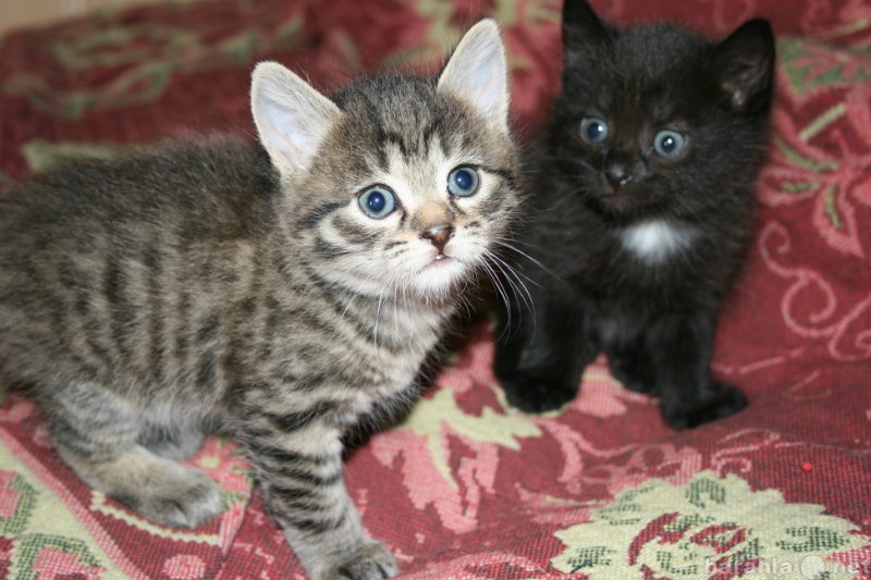 Отдам даром: Два симпотичных котенка - мальчики