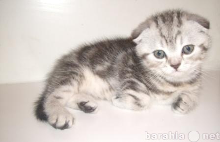 Продам: шотландские котята 1,5мес. скоттиш-фолды