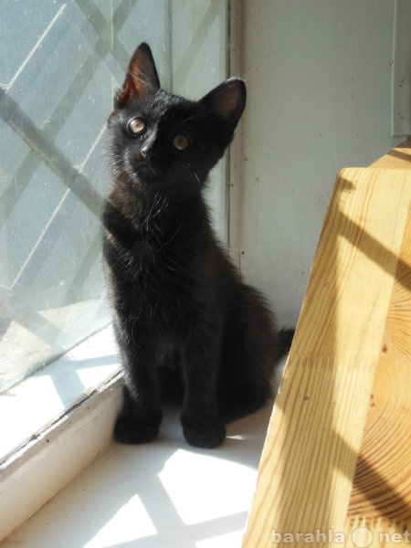 Отдам даром: Отдадим красивых черных домашних котят