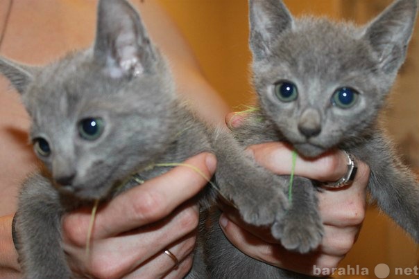 Продам: Русские голубые котята из питомника