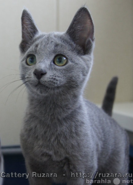 Продам: Продаются  котята породы русская голубая