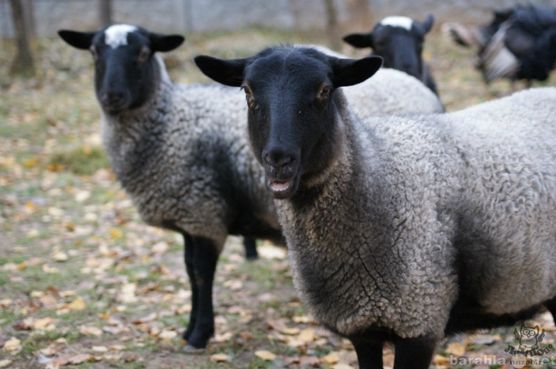 Продам: овцы романовские