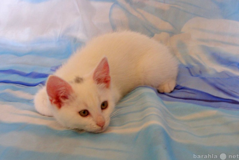 Отдам даром: Белоснежный котенок девочка - в подарок.