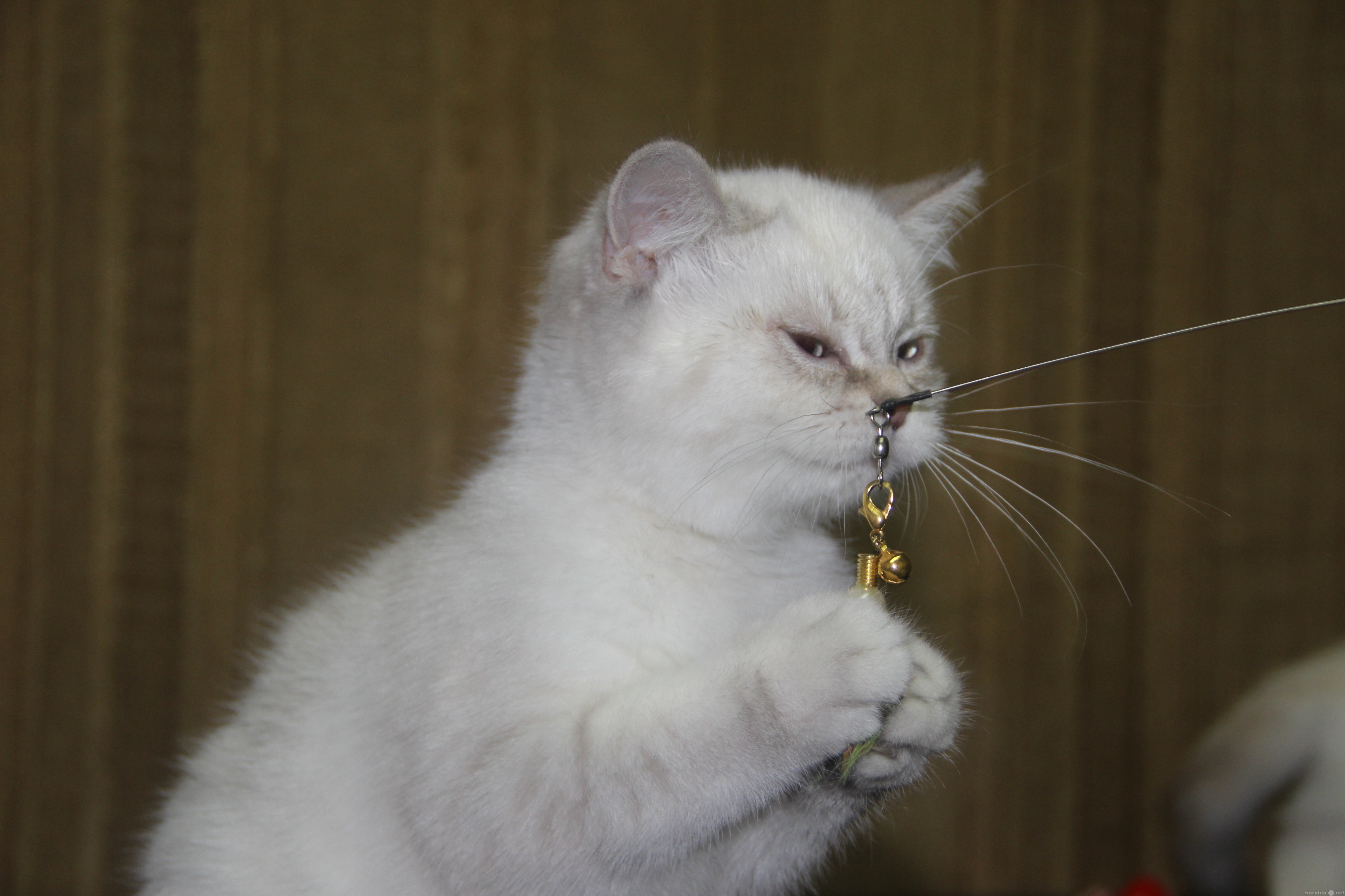 Продам: Британские котята колорпоинтовые окрасы