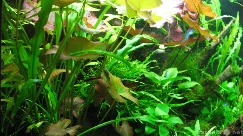 Продам: Растения в аквариум