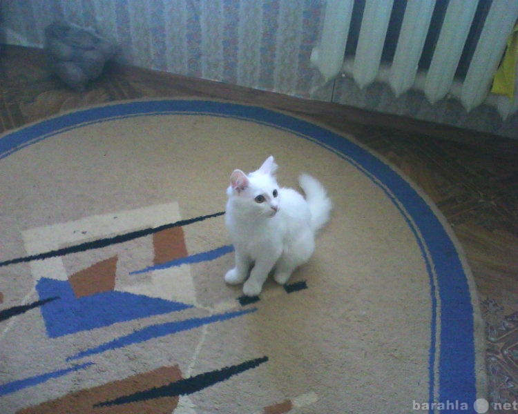 Отдам даром: Кота 2 года. Полностью белый.