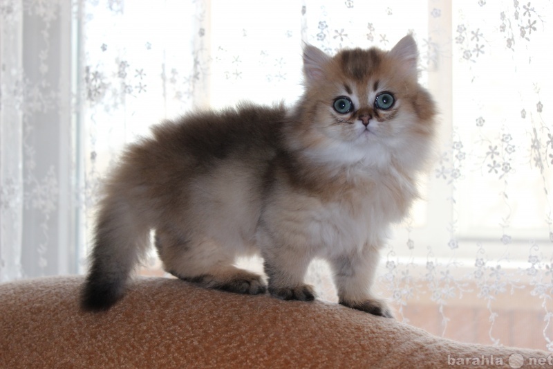 Продам: британский длинношерстный котенок