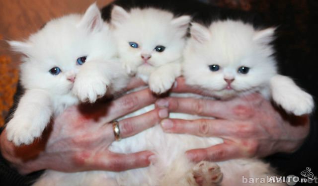 Продам: Породистые персидские котята