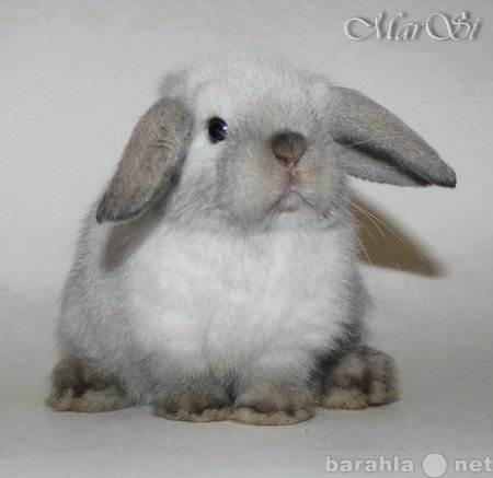 Продам: Карликовые крольчата, продажа