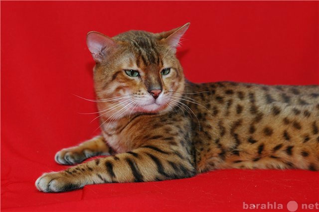Продам: Вязка с котом Бенгальской породы, розетк