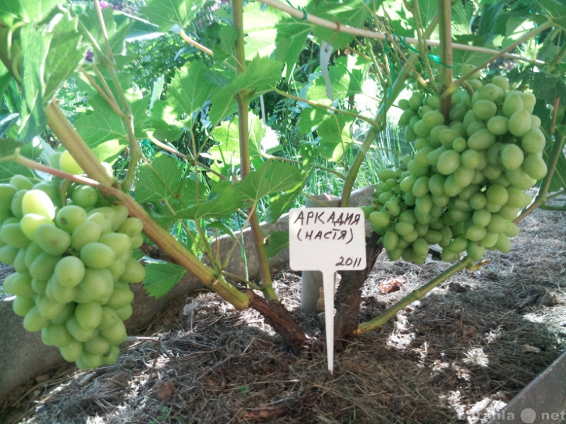 Продам: Саженцы сортового  винограда Подмосковья
