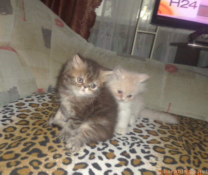Продам: Продаются персидские котята