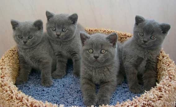 Продам: котята голубые британцы