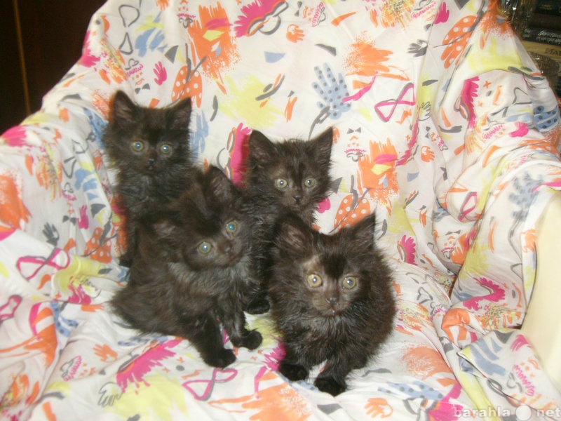 Отдам даром: Пушистые черные котята ищут дом