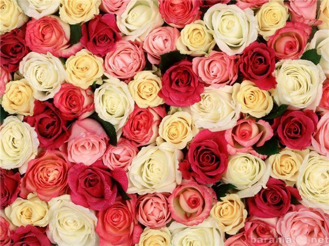 Продам: Цветы Розы оптом и в розницу Доставка