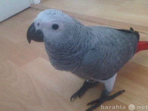 Приму в дар: Серый африканский ручной попугай жако