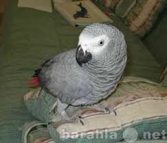 Приму в дар: Африканский серый попугай на продажу