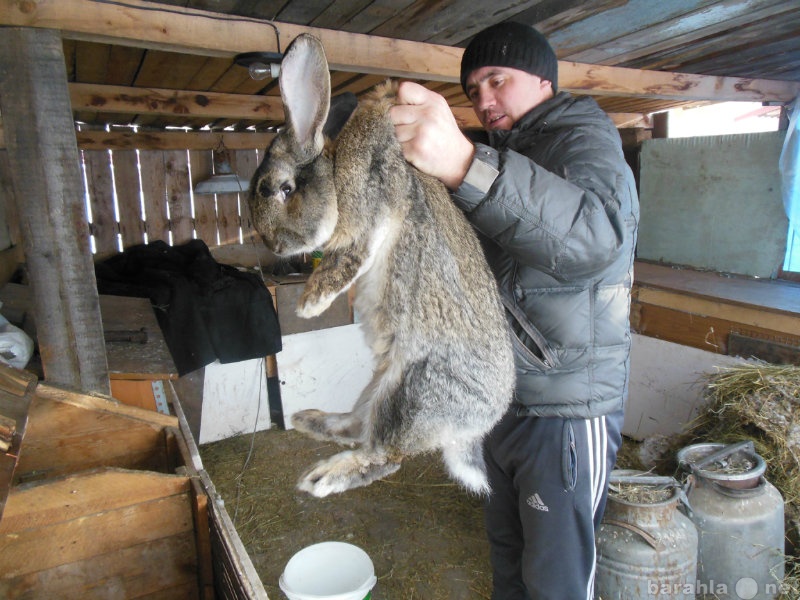 Купить кроликов воронежской. Кролик великан Мулард. Кролики великаны слотково. Кролики великаны Воронеж. Кролики в Новосибирске.