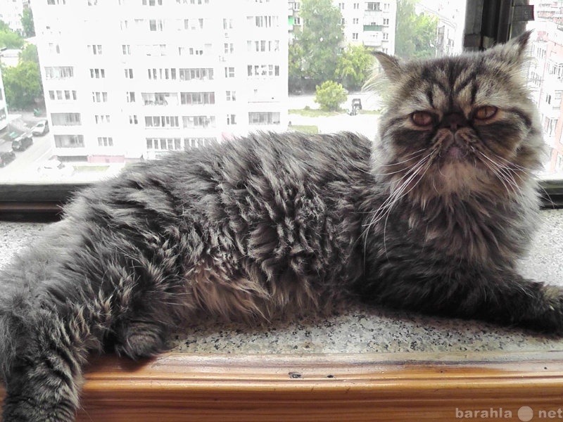Продам: Ласковый персидский котик