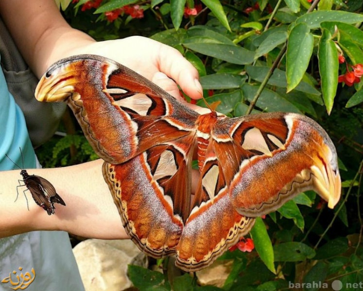 Продам: Куколки самой большой бабочки в мире!