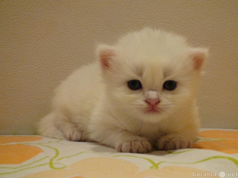 Продам: Белый голубоглазый котенок