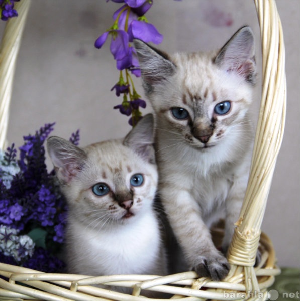 Продам: Cиамские (тайские) котята