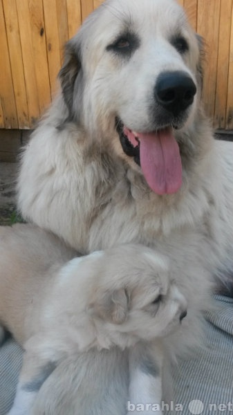 Продам: щенки большой горной пиренейской собаки