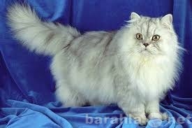 Отдам даром: персидских кошек